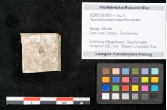 Foto (Objekt + Etikett) von Glyptostrobus europaeus Brongniarti (NHMW-GEO-2024-0188-8075)